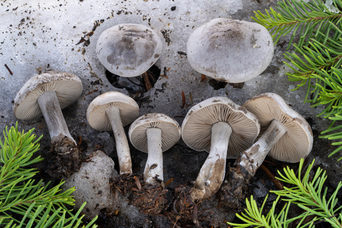 Snowmelt Clitocybe