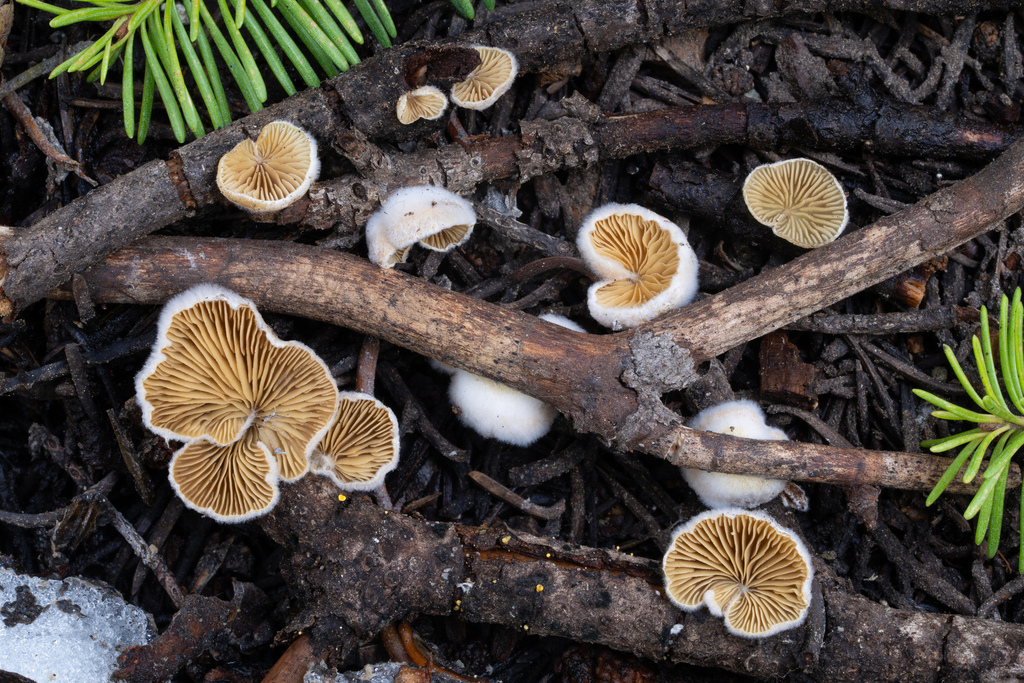 Crepidotus fimbriatus