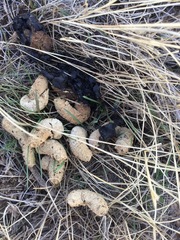 Centrocercus urophasianus