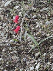 Fritillaria recurva
