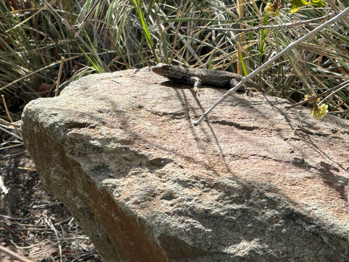 Plateau Fence Lizard