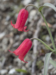 Fritillaria recurva