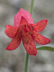 Fritillaria recurva