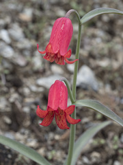 Fritillaria recurva