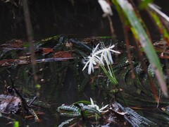 Crinum natans
