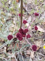 Lomatium hooveri