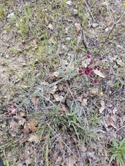 Lomatium hooveri