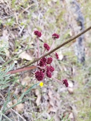 Lomatium hooveri