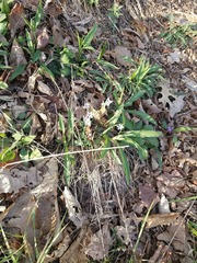 Sisyrinchium mucronatum
