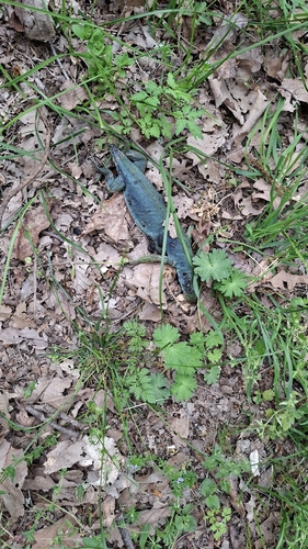 North African Ocellated Lizard