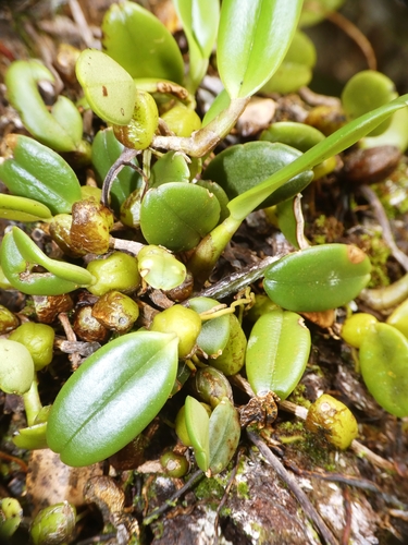 Bulbophyllum vaginatum, photograph 2