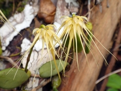 Bulbophyllum vaginatum