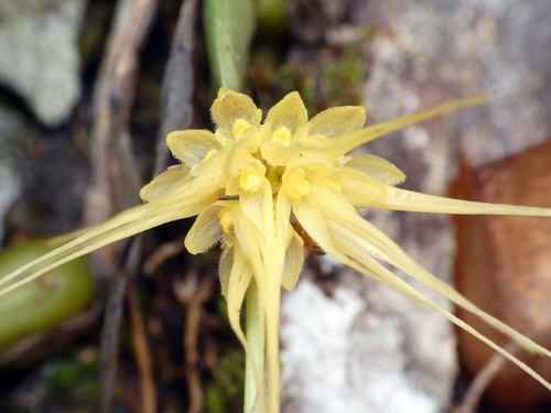 Bulbophyllum vaginatum, photograph 1