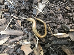 Eurycea chamberlaini