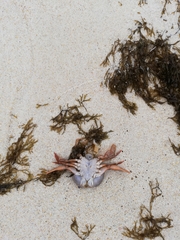 Polybius henslowii