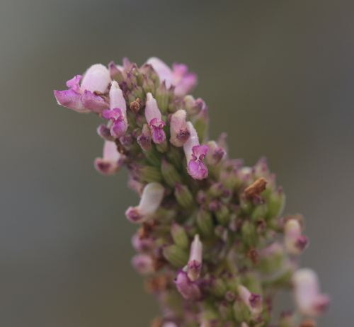 Coleus calycinus observed 2026-05-16