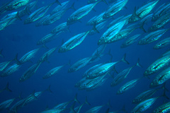 Megalaspis cordyla
