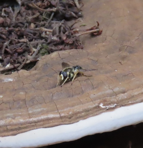 Yellow-legged Wood Fly photo 3