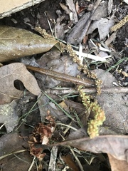 Eurycea chamberlaini