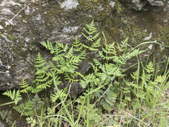 Pentagramma triangularis triangularis