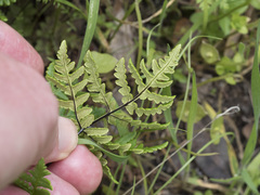 Pentagramma triangularis triangularis