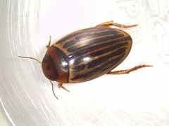 Agabus disintegratus