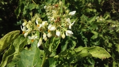 Solanum argentinum
