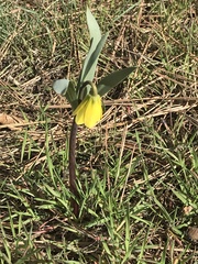 Fritillaria pudica