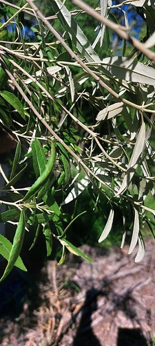 Croton phebalioides observed 2026-01-08