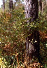 Oxypolis ternata