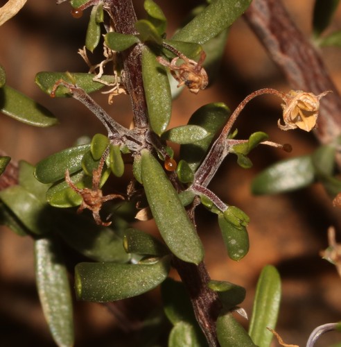 Image of Theilera robusta by (c) Brian du Preez, some rights reserved (CC BY-SA)