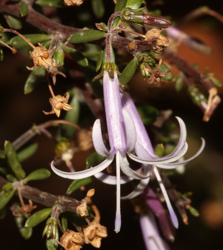 Image of Theilera robusta by (c) Brian du Preez, some rights reserved (CC BY-SA)