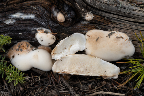 Spongiporus leucospongia