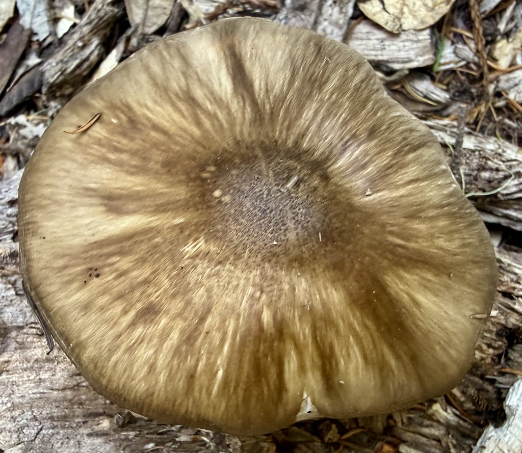 Western Deer Mushroom · May 2026 · photo: Photo: no rights reserved · iNaturalist