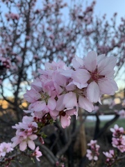 Prunus armeniaca
