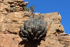 Euphorbia polygona
