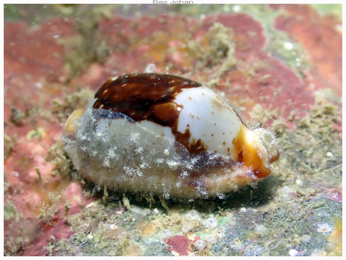 Bistolida stolida observed 2026-05-16