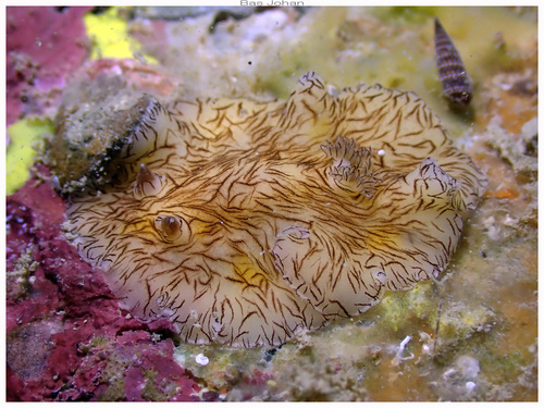 Platydoris cruenta observed 2026-05-16