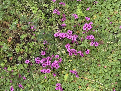 Brazilian woodsorrel