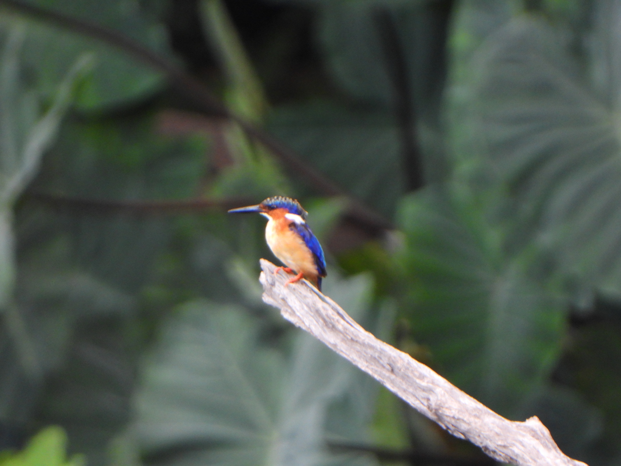 Malagasy Kingfisher (Corythornis vintsioides), photo 2