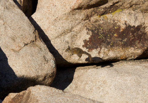 California Chipmunk observed by eshafer24