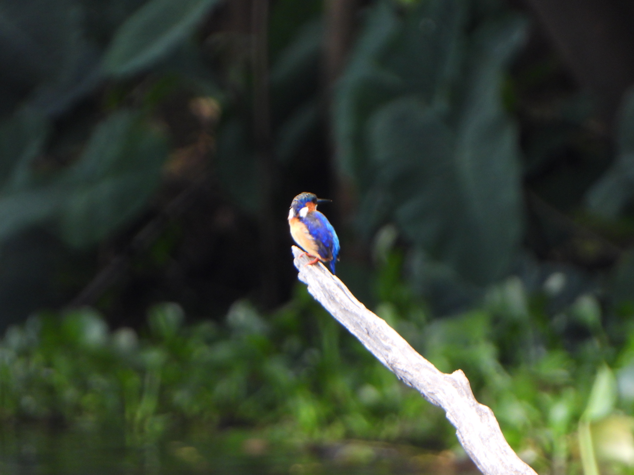 Malagasy Kingfisher (Corythornis vintsioides), photo 3