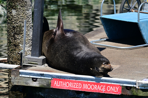 California Sea Lion photographed in Washington