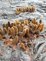 Brachycereus nesioticus