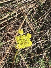 Lomatium cous