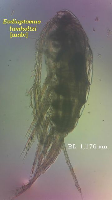 Eodiaptomus