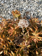 Sedum adolphi