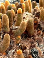 Brachycereus nesioticus