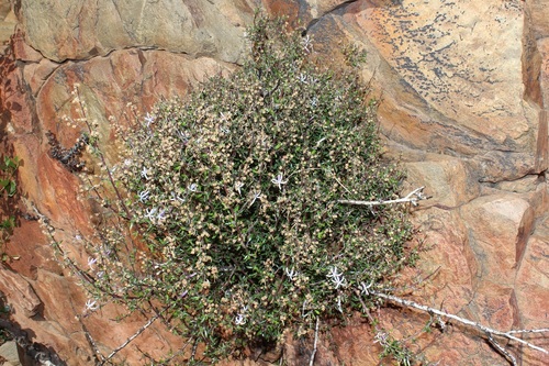 Image of Theilera robusta by (c) Brian du Preez, some rights reserved (CC BY-SA)