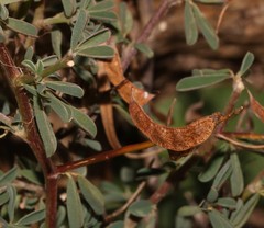 Indigofera sessilifolia